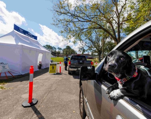 A dog pokes out of a window of a car in line for supplies