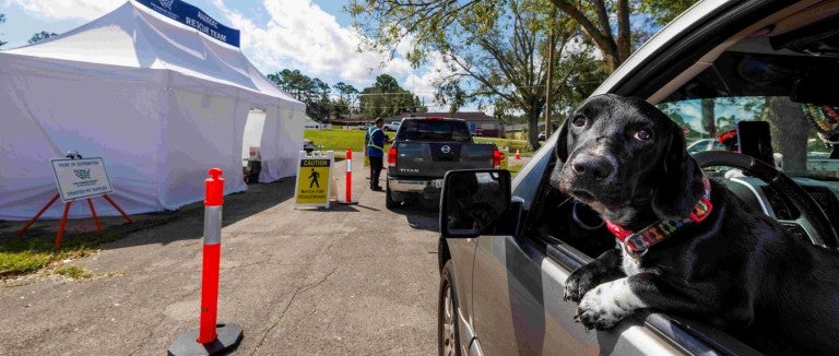 A dog pokes out of a window of a car in line for supplies