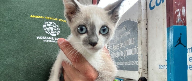 A person holding a cat