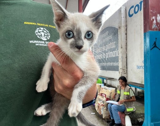 A person holding a cat