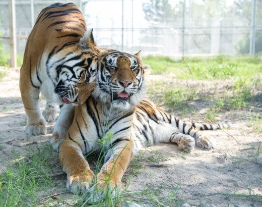 tiger