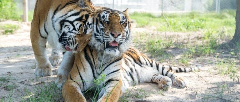 tiger