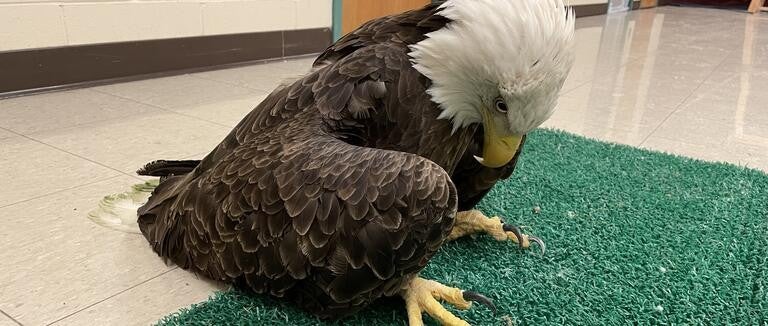 Bald eagle suffering from lead poisoning