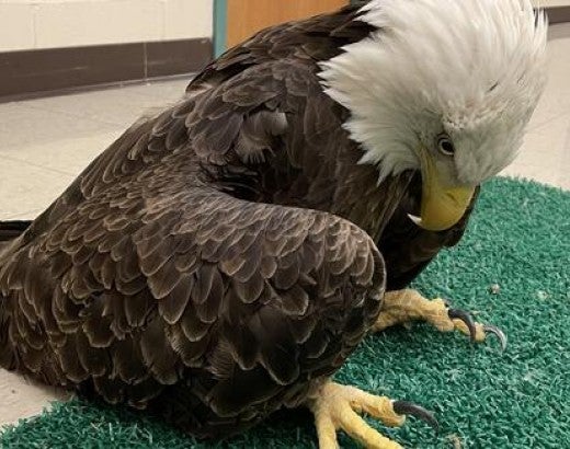 Bald eagle suffering from lead poisoning