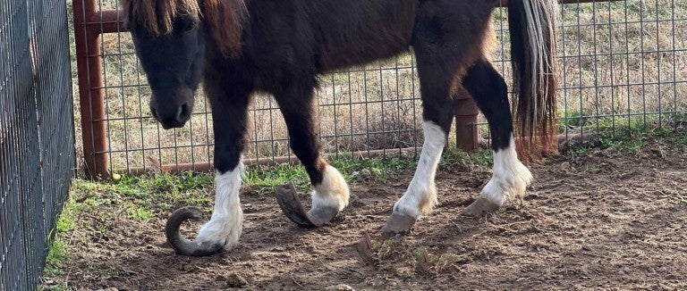 Mini horse with curled hooves