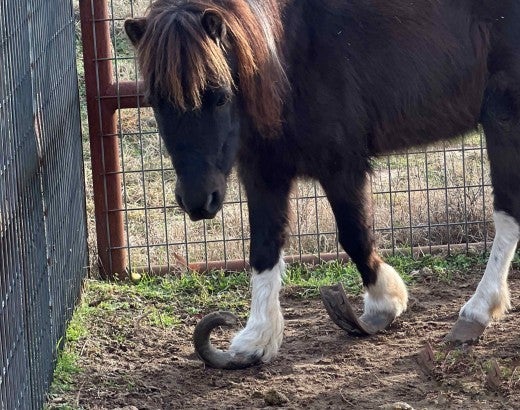Mini horse with curled hooves