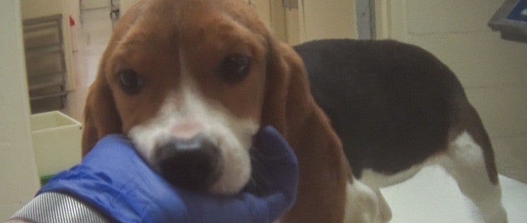 Undercover investigator holding sick puppies face in toxicology lab