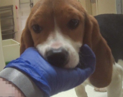 Undercover investigator holding sick puppies face in toxicology lab