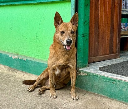 A happy-looking dog sits outside on a sidewalk in front of a green building