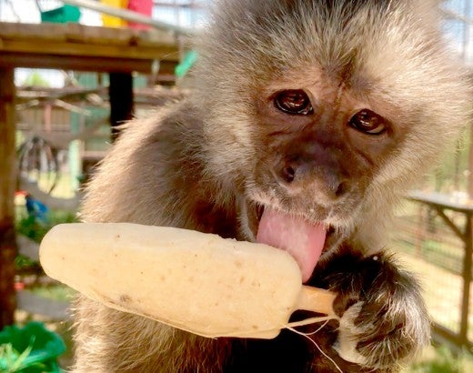 Phoebe the monkey enjoying a popsicle.