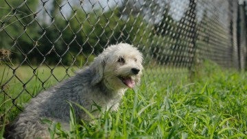 A dog relaxing outside in the grass