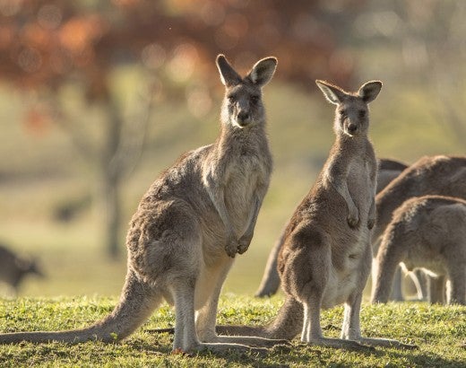 kangaroos grazing in a field