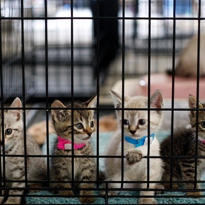 kittens in cage at emergency shelter in Joplin, Missouri after tornado