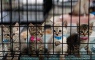 kittens in cage at emergency shelter in Joplin, Missouri after tornado