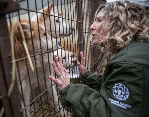 Kitty greets a dog in a cage at a meat farm