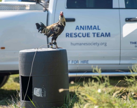 A rooster stands atop a barrel