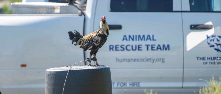 A rooster stands atop a barrel