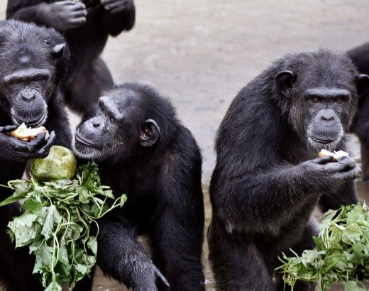 Rescued chimpanzees at the waters edge eating fresh vegetables