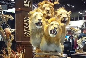 A four-lion taxidermy at the Safari Club International's 2020 annual convention