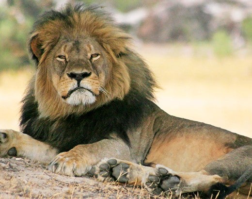 Cecil the lion lounges in the shade