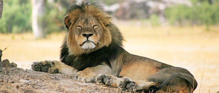 Cecil the lion lounges in the shade