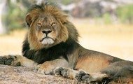 Cecil the lion lounges in the shade