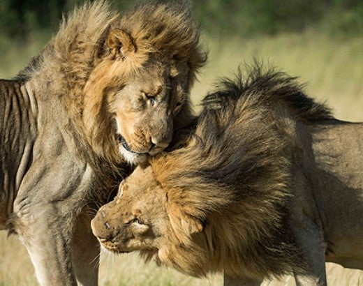 Two male lions named Netsai and Humba in Hwange National Park, Zimbabwe.