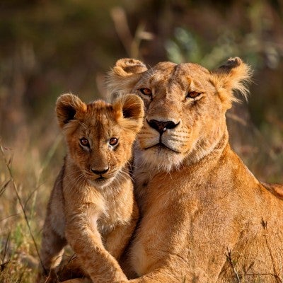 Lioness with cub in a grassy field