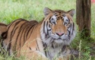 Loki the tiger at Black Beauty Ranch