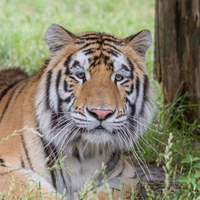 Loki the tiger at Black Beauty Ranch