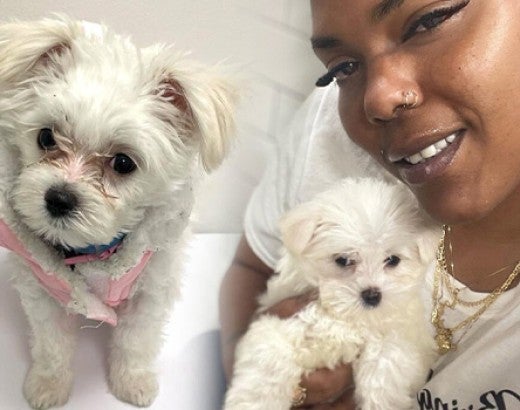 Lovie Langston with her Maltese puppy named Ziva Girl