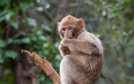 Wild macaque monkey in a tree. Monkeys are often victims of illegal wildlife trade.