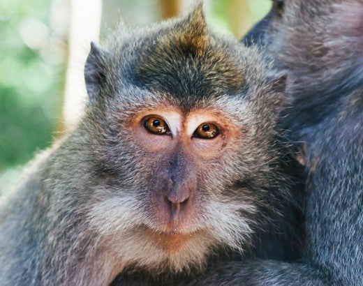 two macaque monkeys embracing