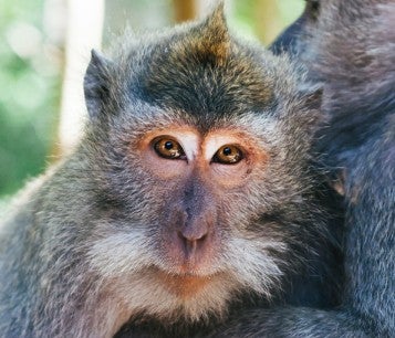 two macaque monkeys embracing