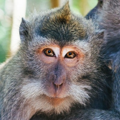 two macaque monkeys embracing