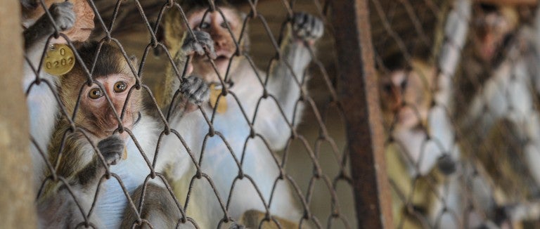 A group of macaques in a cage at a breeding facility