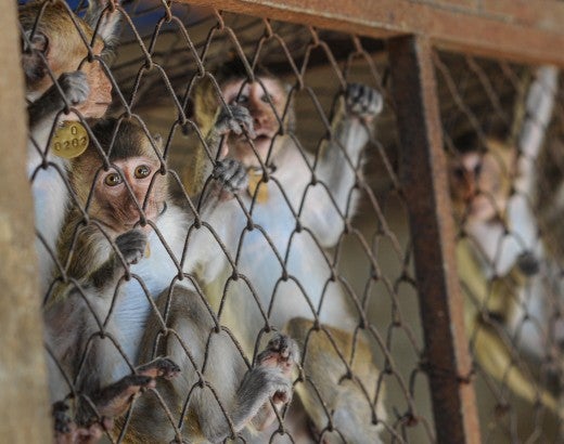 A group of macaques in a cage at a breeding facility