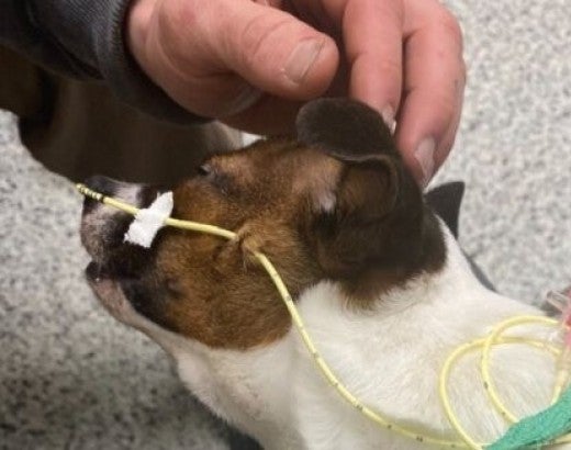 A sick dog with an iv