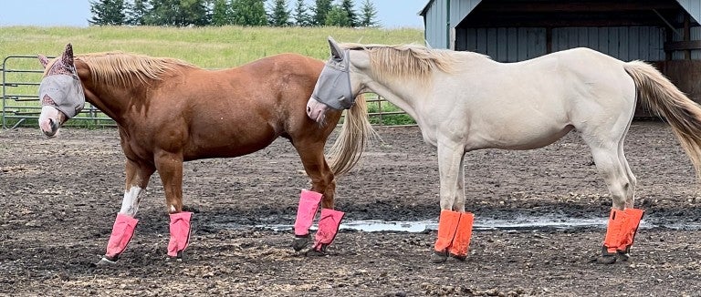 Two horses standing next to each other outdoors.