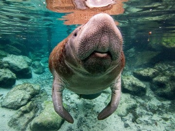 Manatee in the ocean