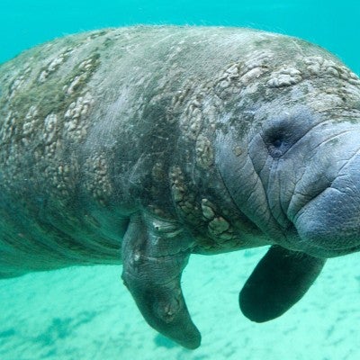 Manatee in the ocean