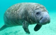 Manatee in the ocean