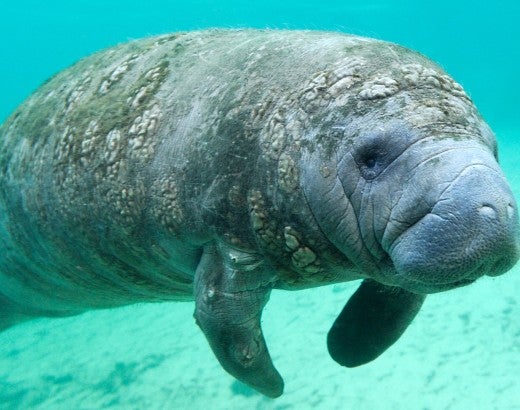 Manatee in the ocean