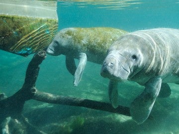 Manatees in the ocean next to a boat