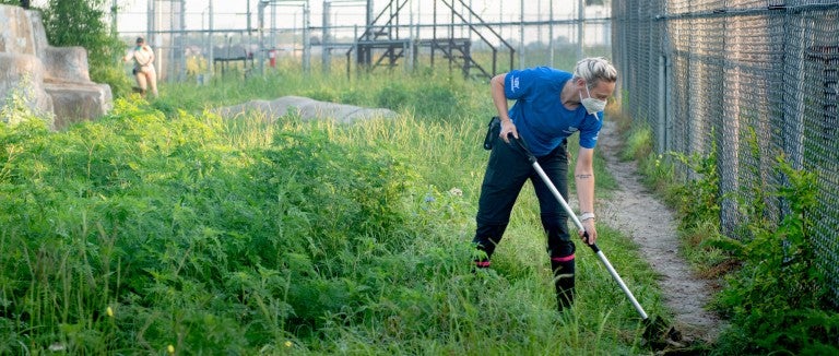 Wildlife caregiver Autumn Harmon cleans Loki the tiger's enclosure at Black Beauty Ranch..