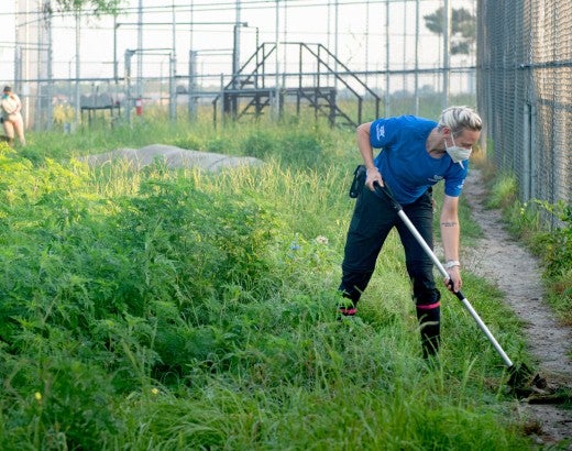 Wildlife caregiver Autumn Harmon cleans Loki the tiger's enclosure at Black Beauty Ranch..