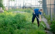 Wildlife Caregiver Autumn Harmon cleans Loki's enclosure.