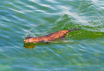 Mink swimming