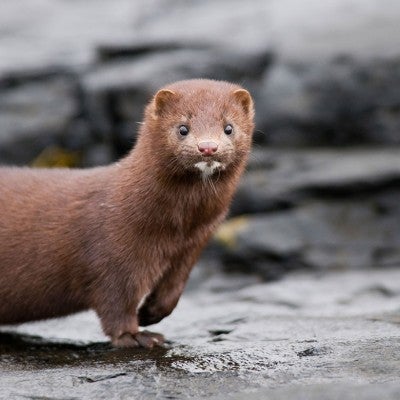 Mink standing on rocks