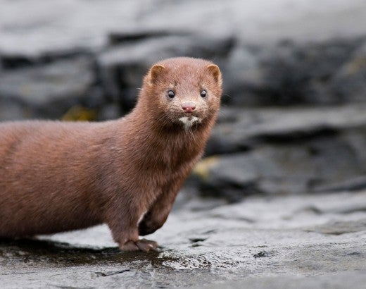 Mink standing on rocks
